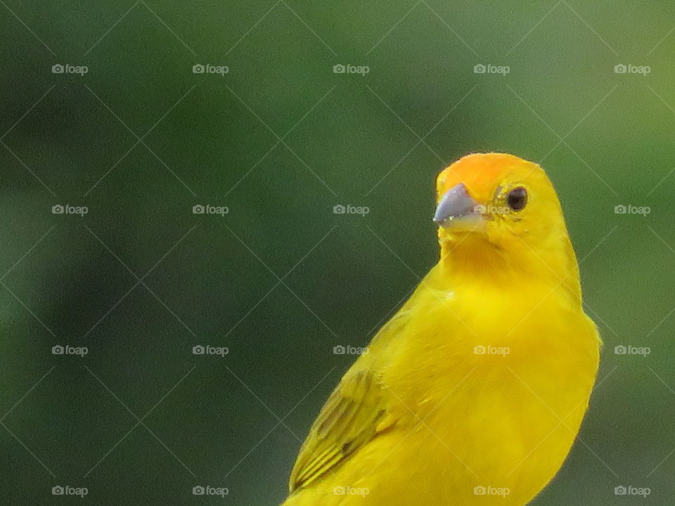 natureza,liberdade pra voar!