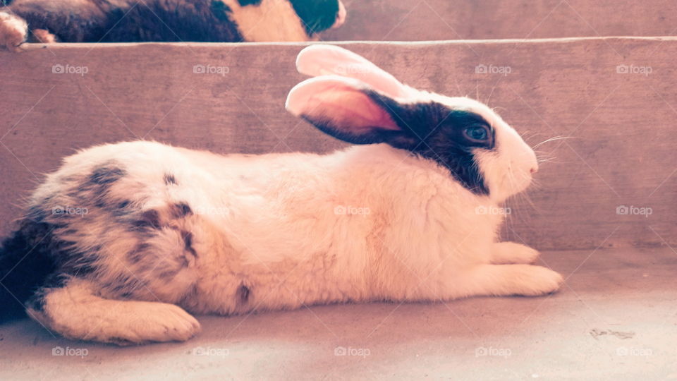 Rabbit Nice Look India
