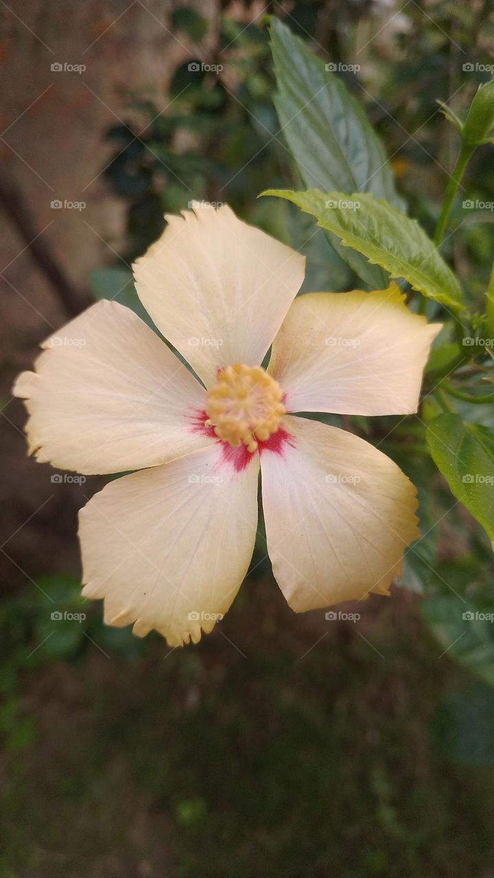 smiling faces good morning