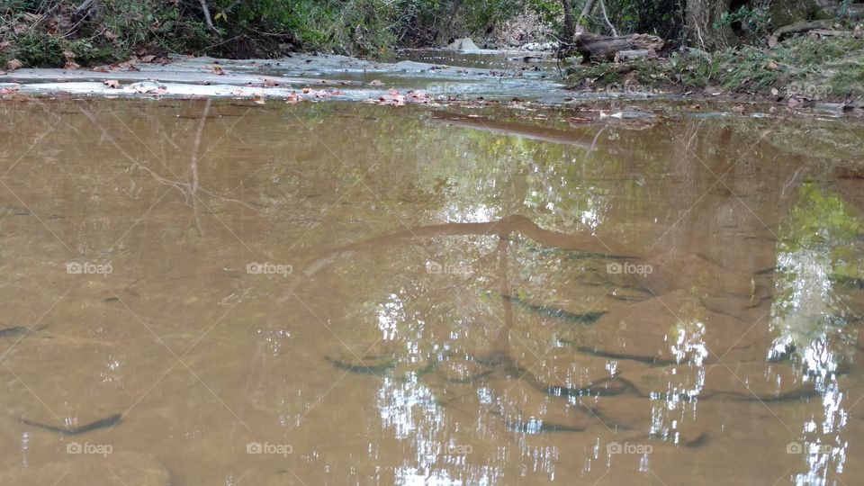 Water, River, Nature, Stream, Wet