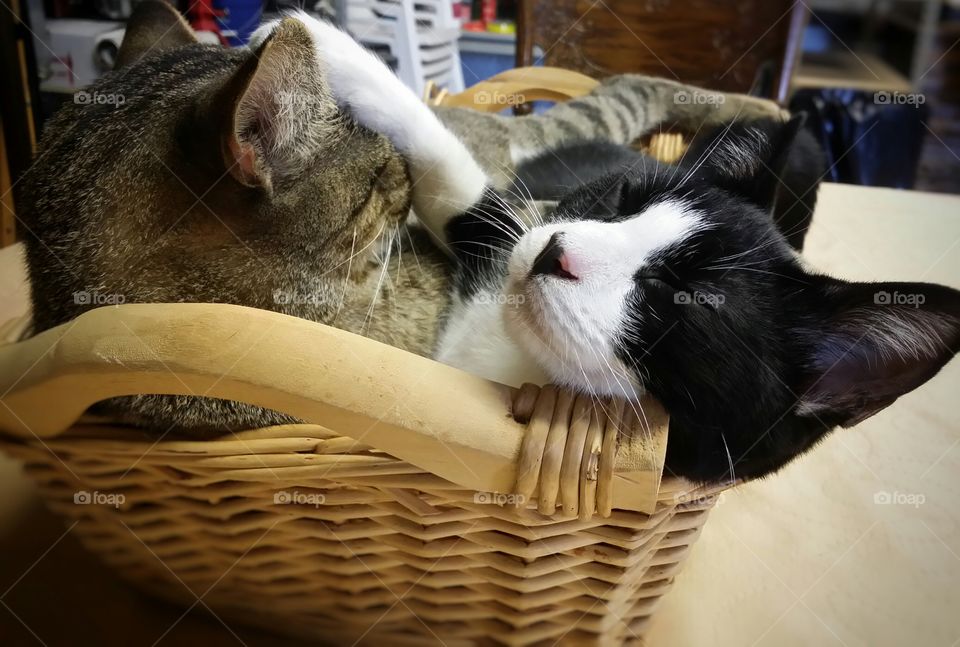 Two cats sleeping together in a small basket