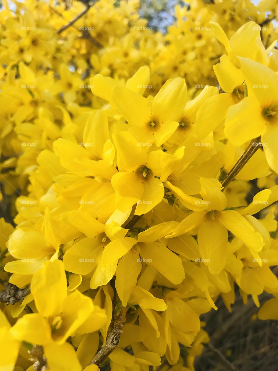 Forsythia