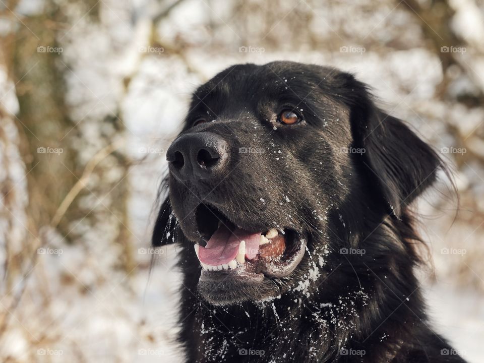 Hovawart portrait