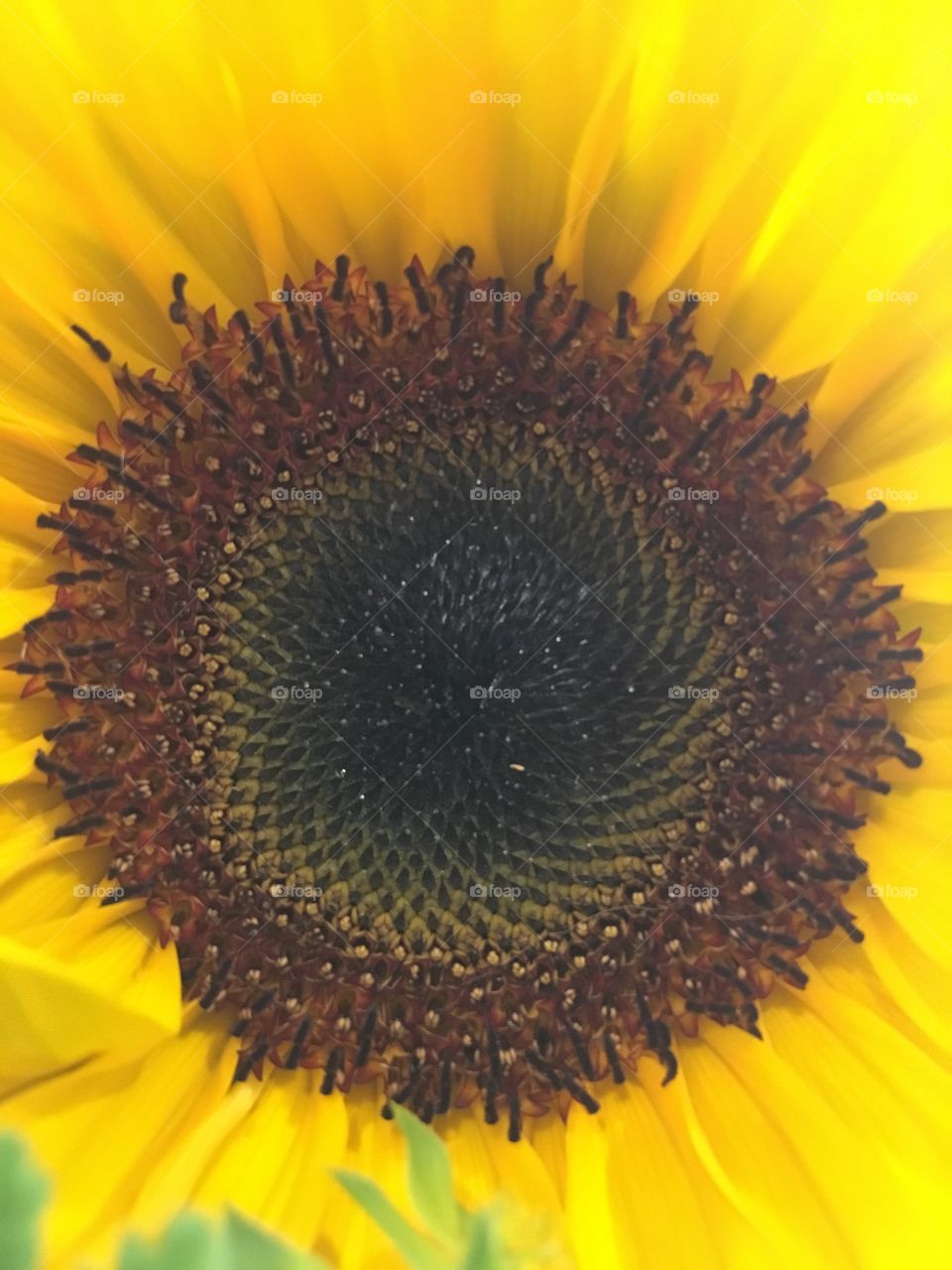 Sunflower center