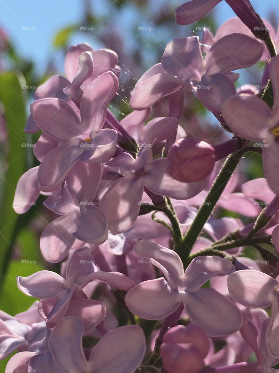 Tree blooming lilacs 