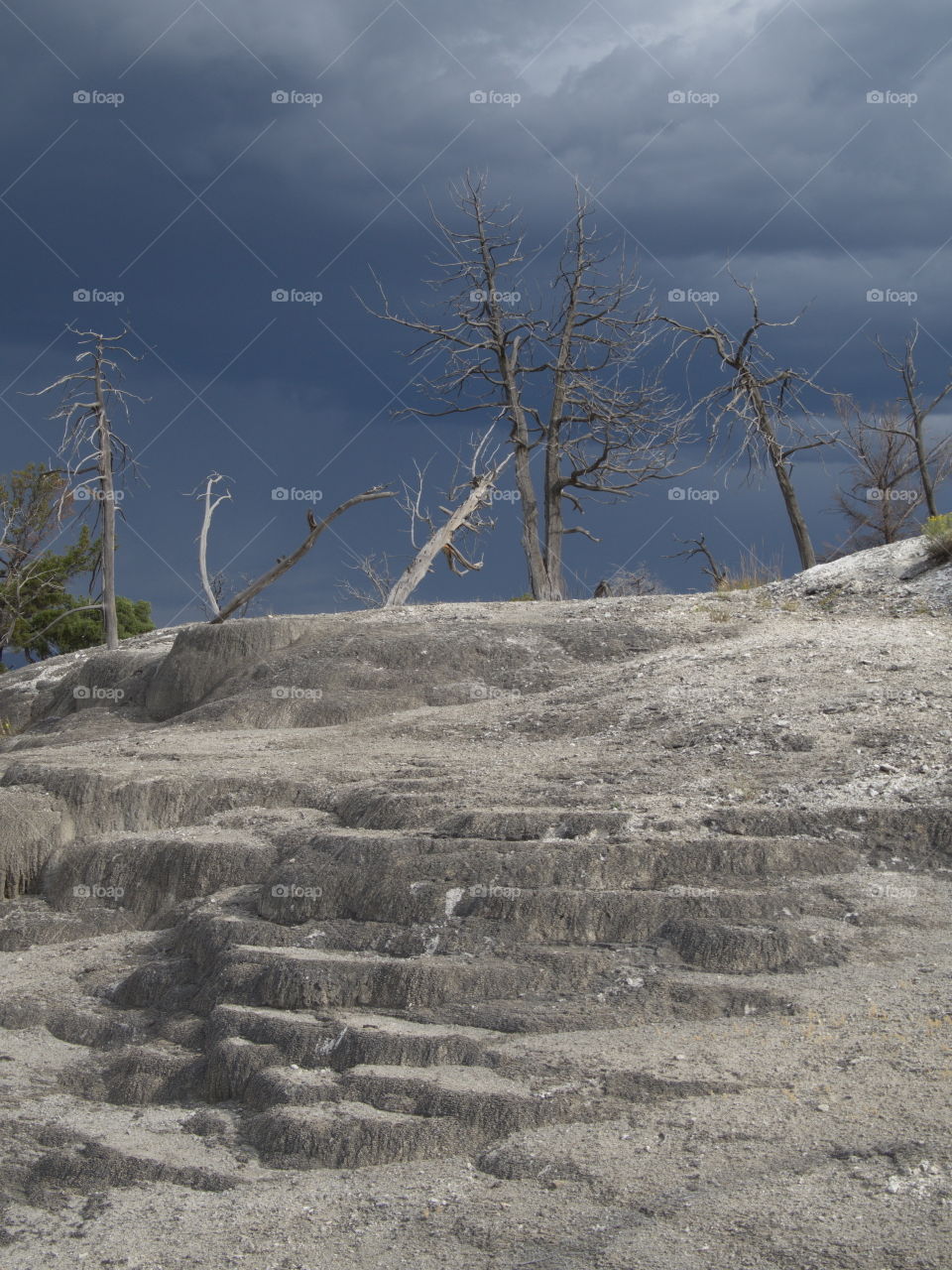 The incredible ash-gray color and texture of Cavern Terrace with eerie trees and a dark stormy sky in the background in northern Yellowstone National Park in Wyoming on a summer day. 