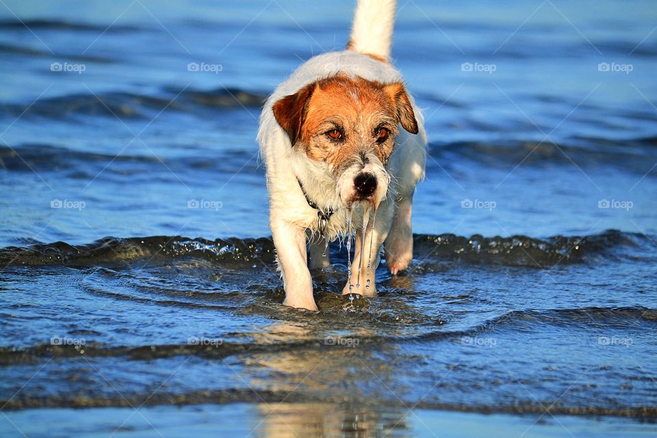 Dog in the water