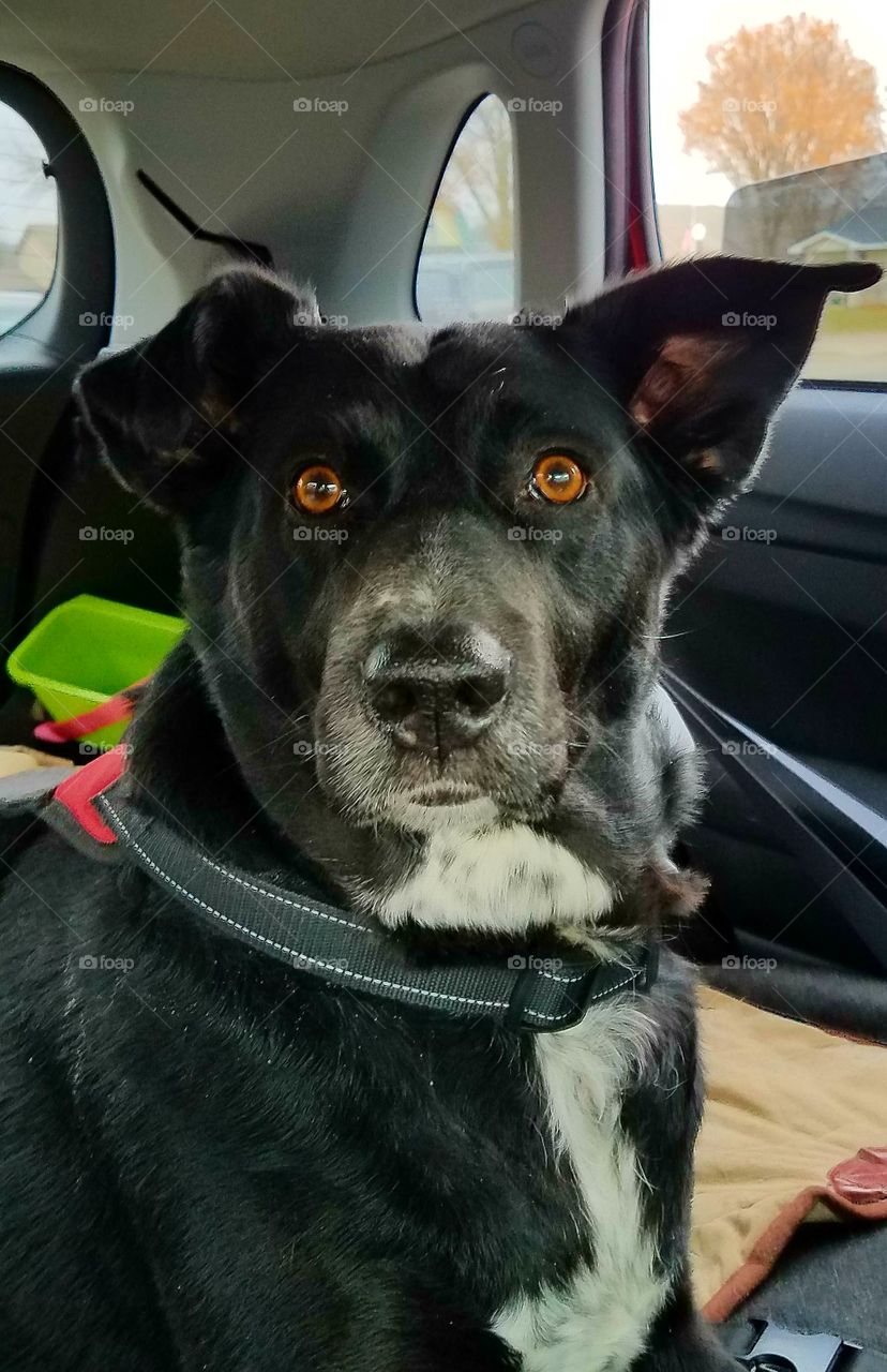 Road trip time.  when were ready to go out the door Bella is always ready to join us.