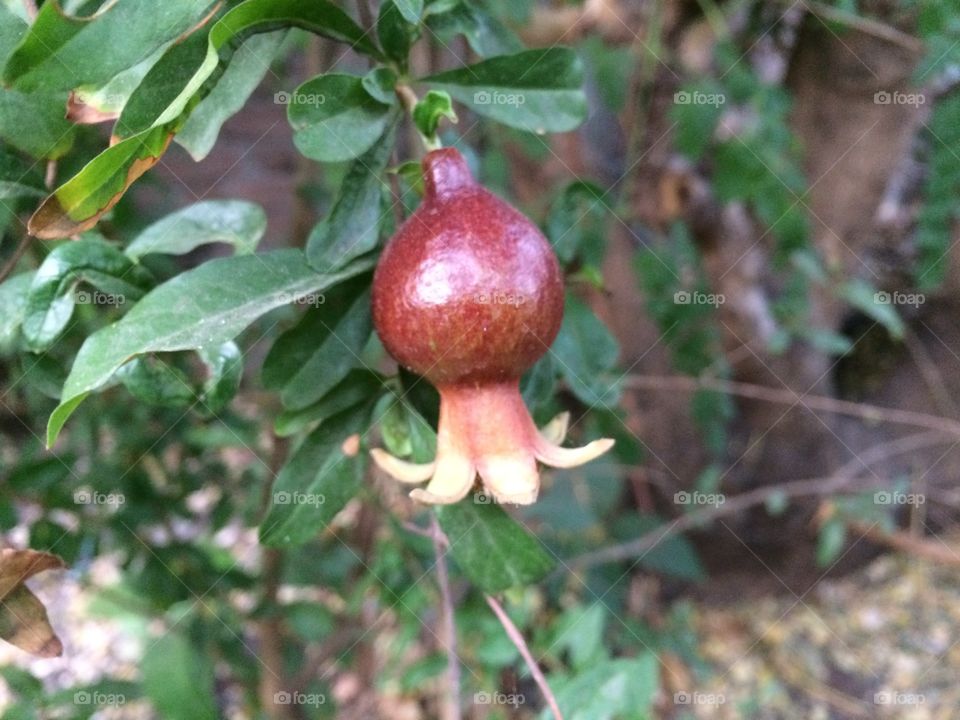 Farm fresh pomegranate fruit