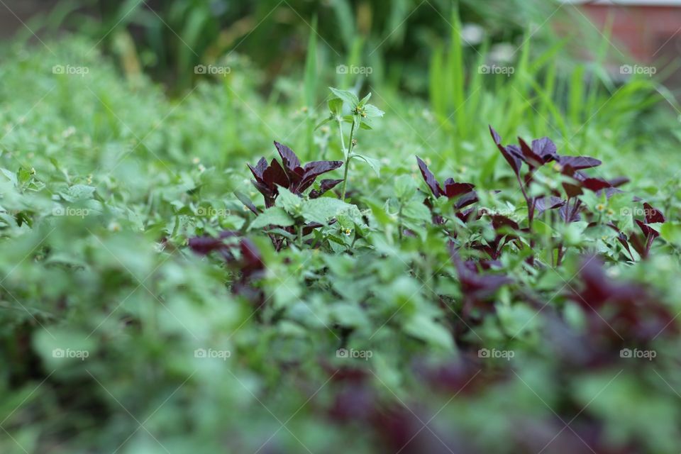 Leaf, Flora, Nature, Growth, Vegetable