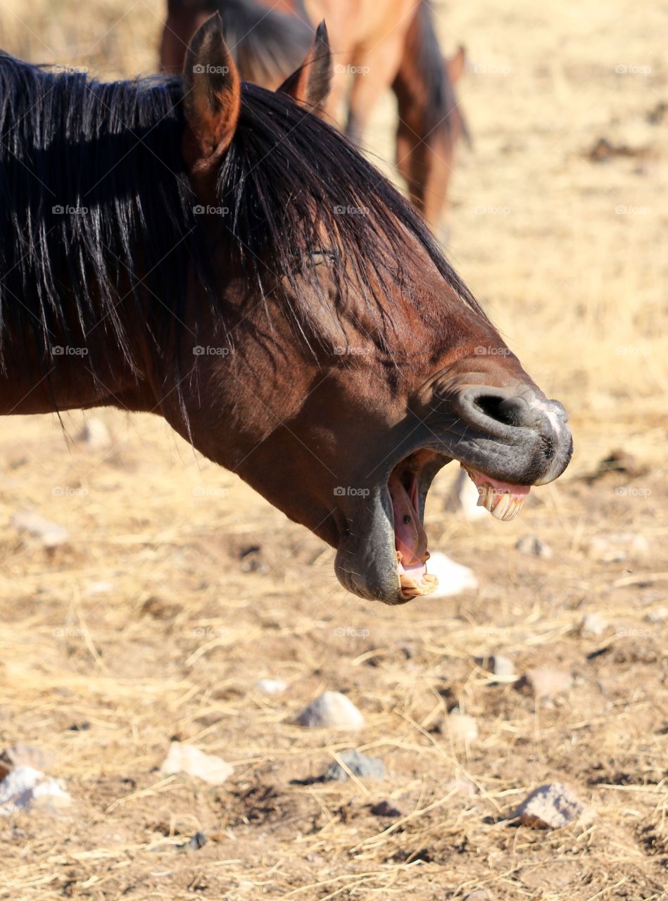Wild mustang yawning headshot profile 