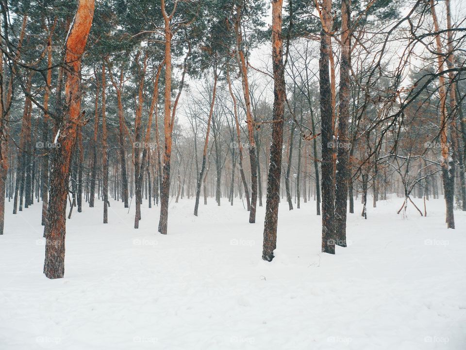 winter forest