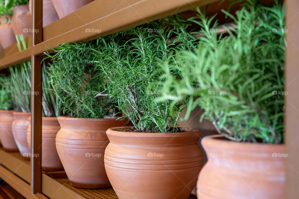 Rosemary growing in clay pots, sustainable concept of fresh cooking ingredients