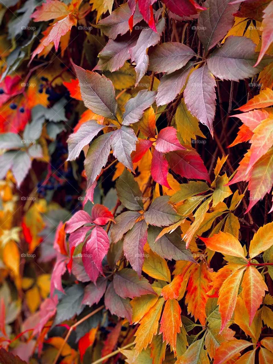 Leaf 