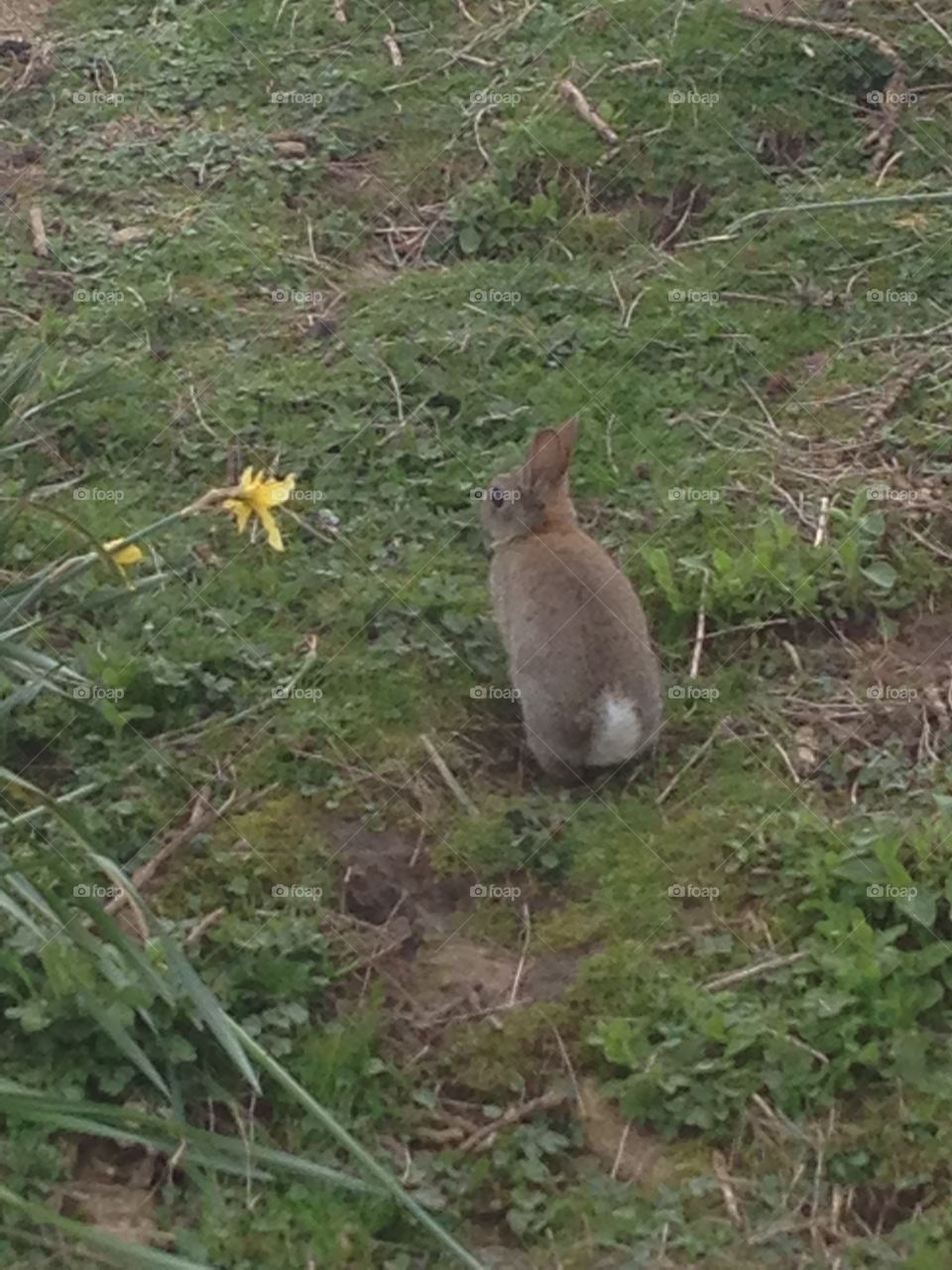 Wild rabbit 