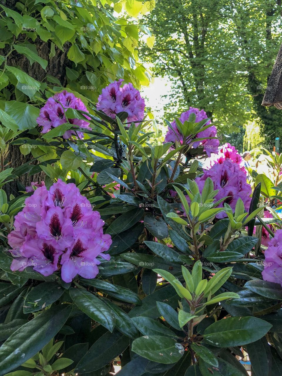 Some pink flowers on a sunny day