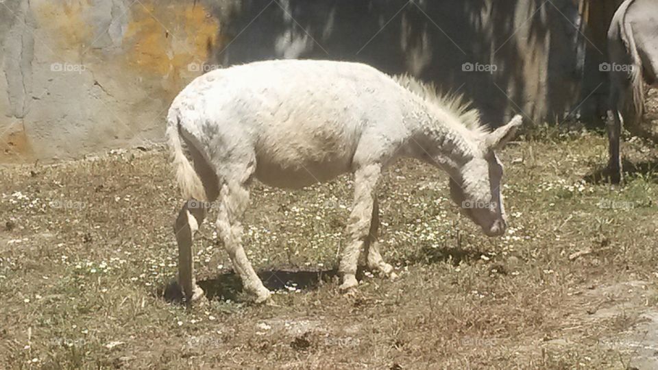 White donkey in Asinara Island in Sardinia, Italy