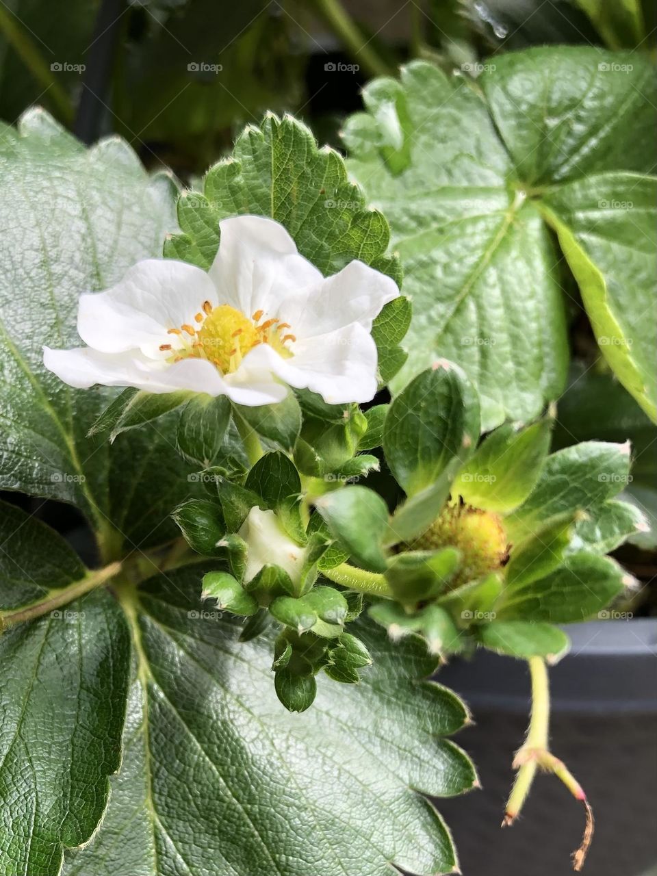 Hanging basket strawberries 