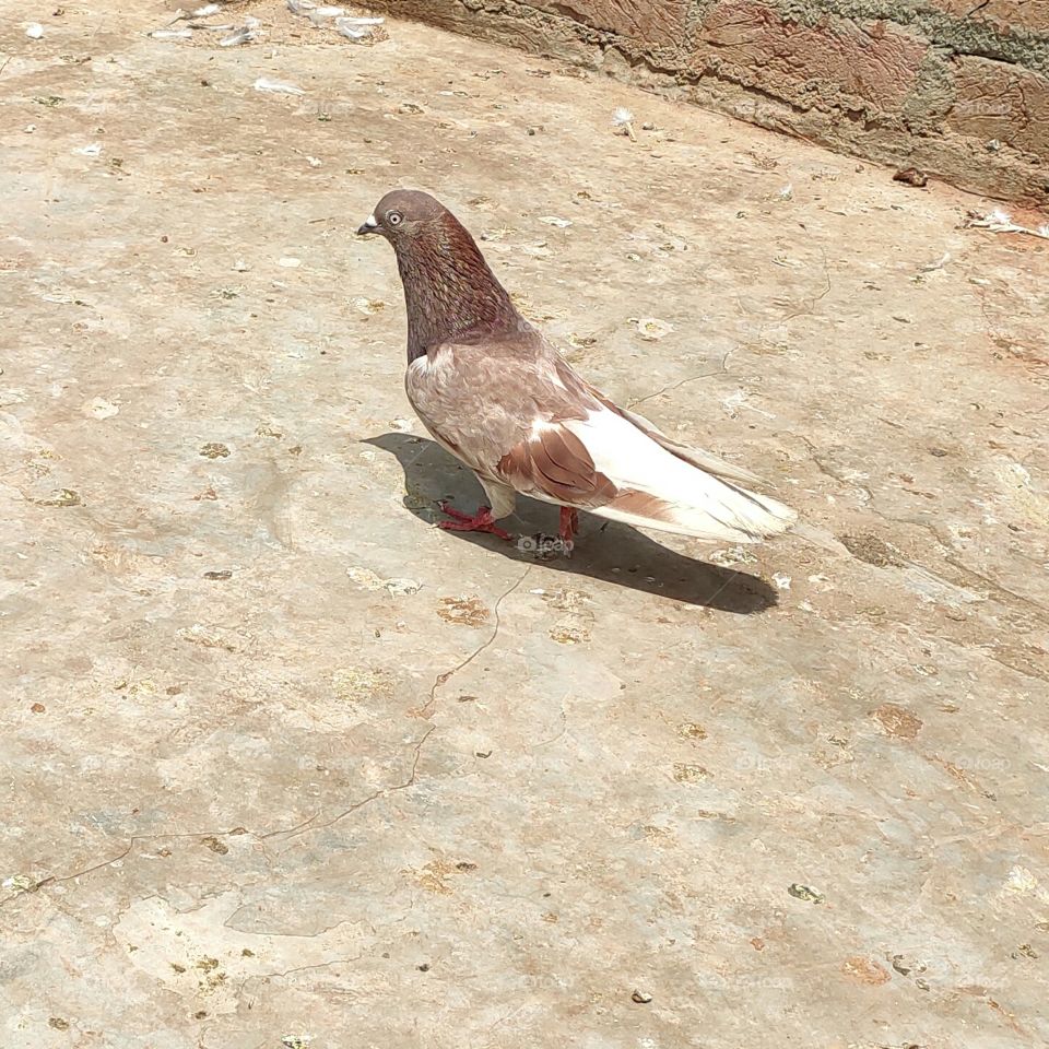 colourful pigeon