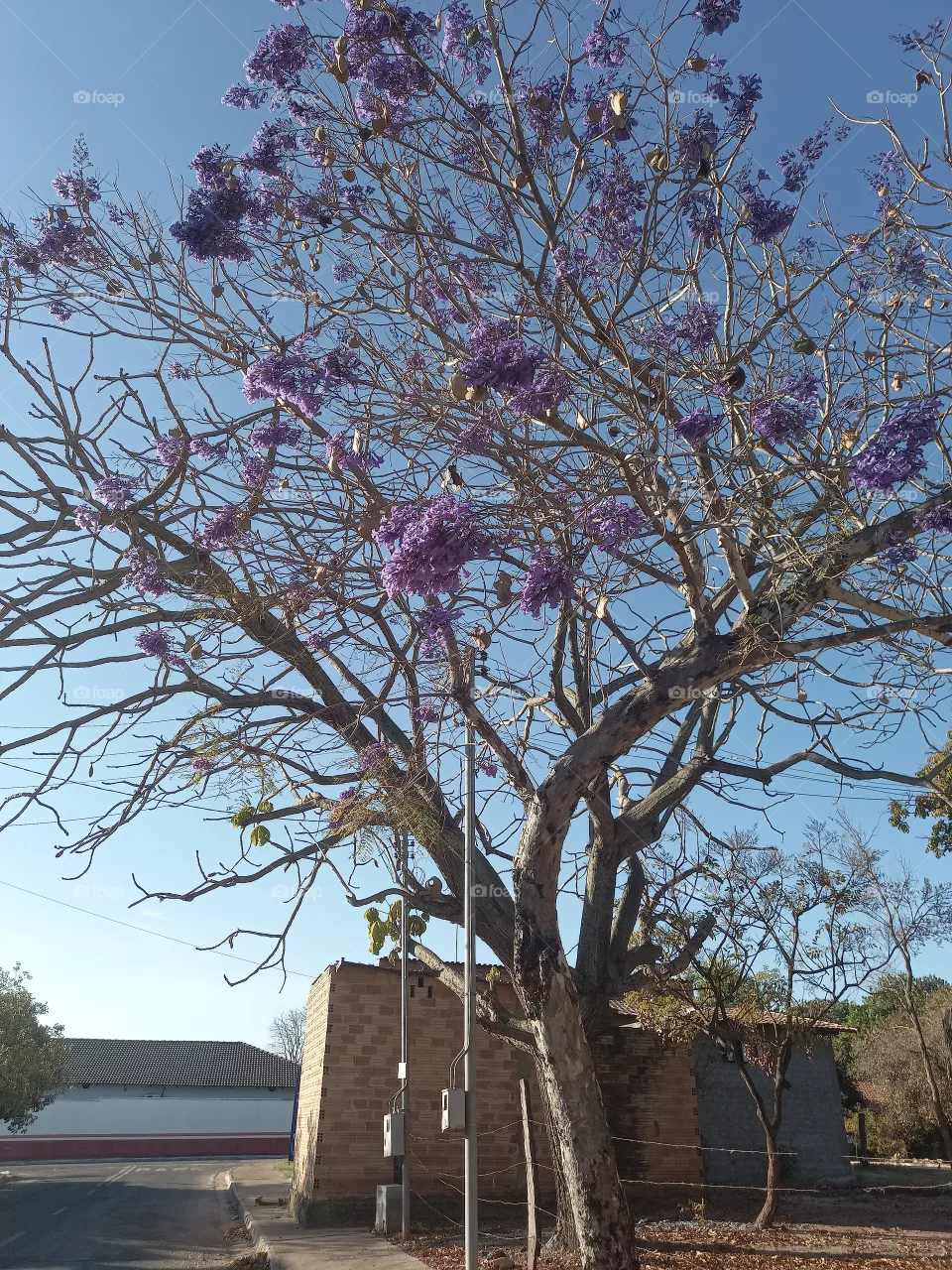 Ype roxo.