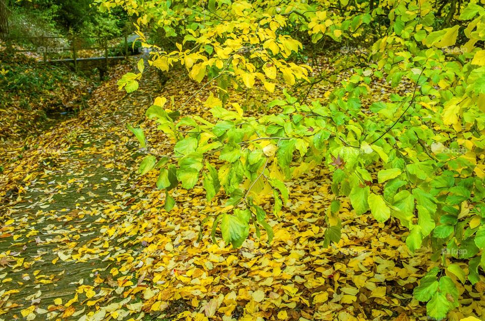 Trees. Autumn 