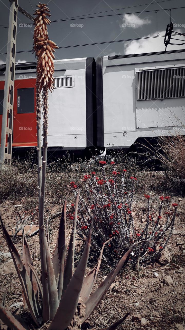 aloe vera, euphorbia gottlebei and train.