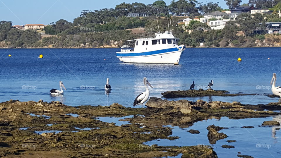 pelicans on the swan