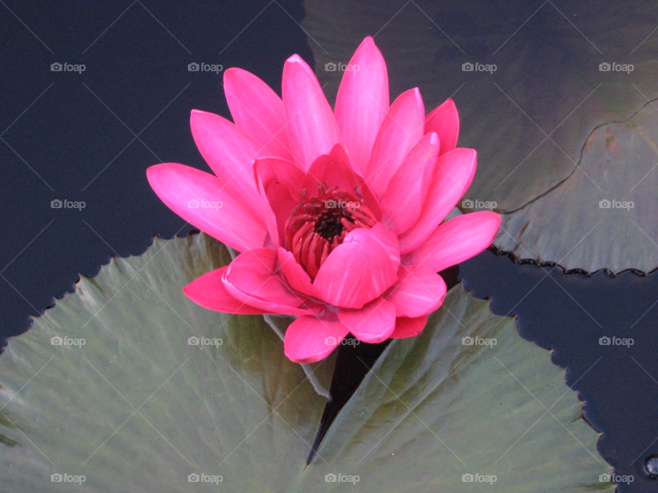 Waterlily