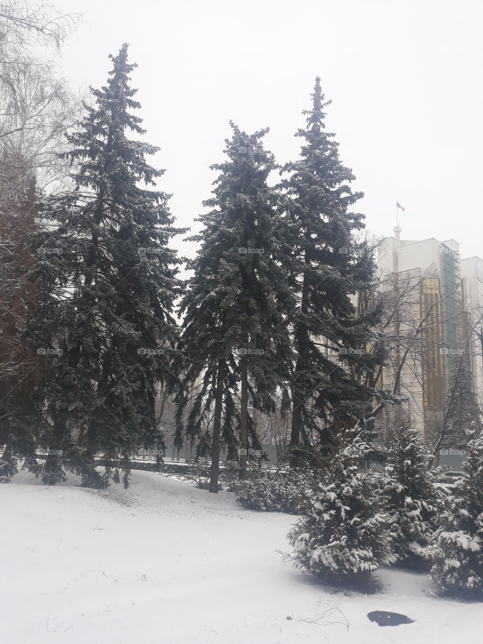 Fir trees covered by snow