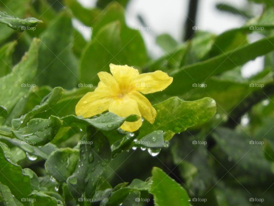 Primavera Flowers Gotas Colores Rain