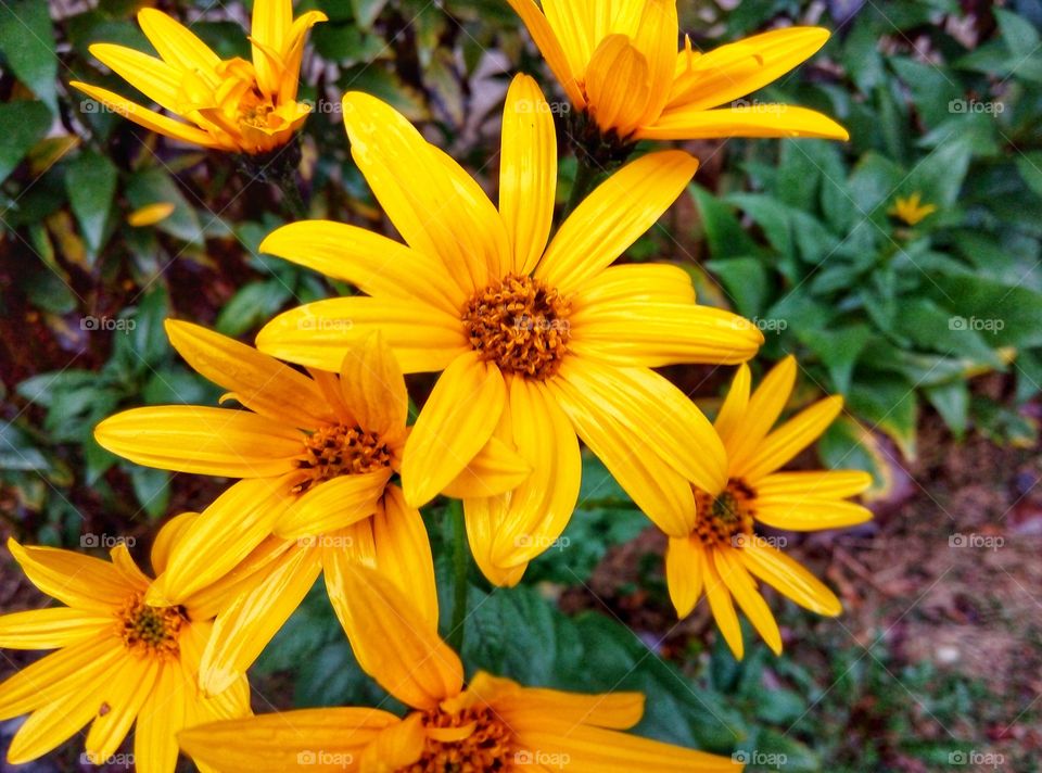 Flower, Nature, No Person, Summer, Garden