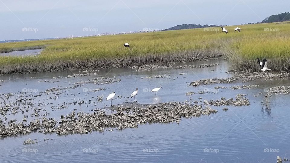 Birds on marshland
