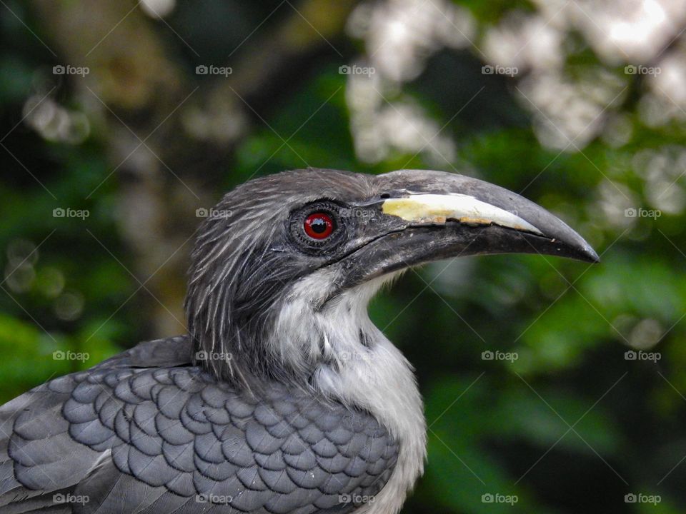 Hornbill