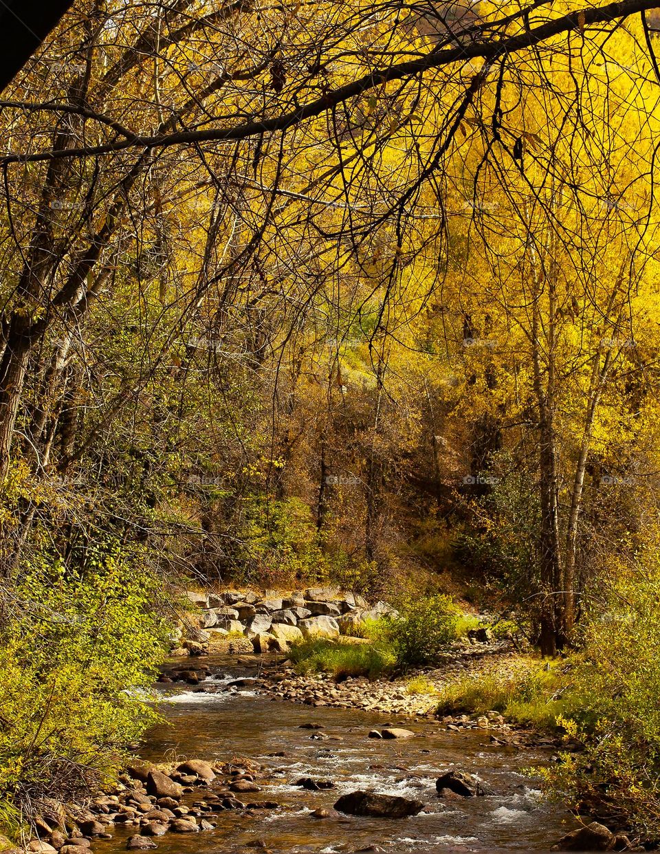 Aspen Colorado River in the fall 