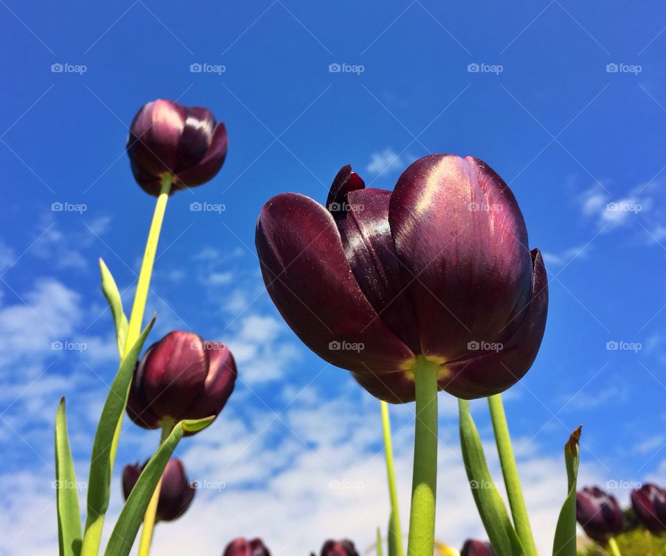 Tulip Flowers In The Sunshine