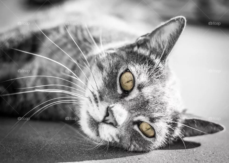Romeo Eyes