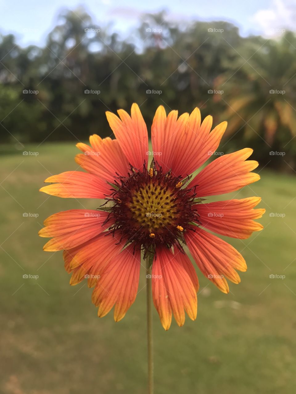A vibrant flower growing from the garden. It’s petals have a bright orange and red hue. Picked for someone special! 