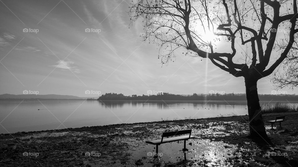 Tree silhouette with the sun behind. Panorama on a lake in winter time
