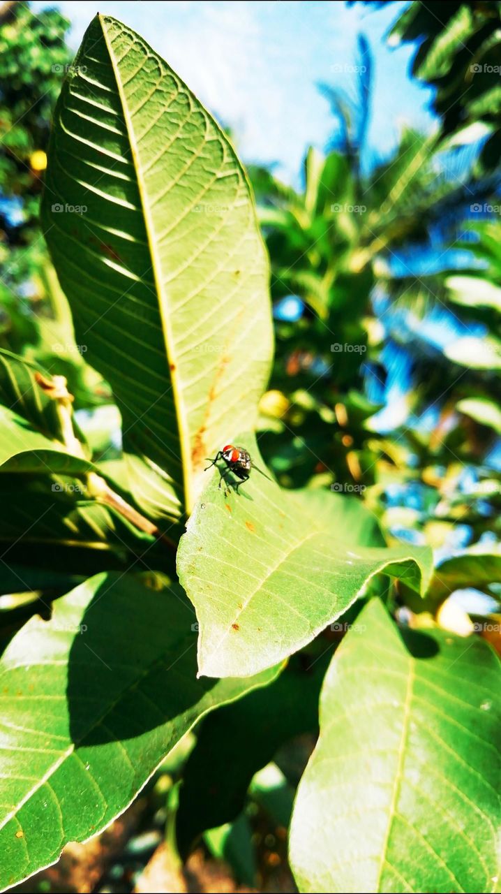 Fliers in the leaf line click