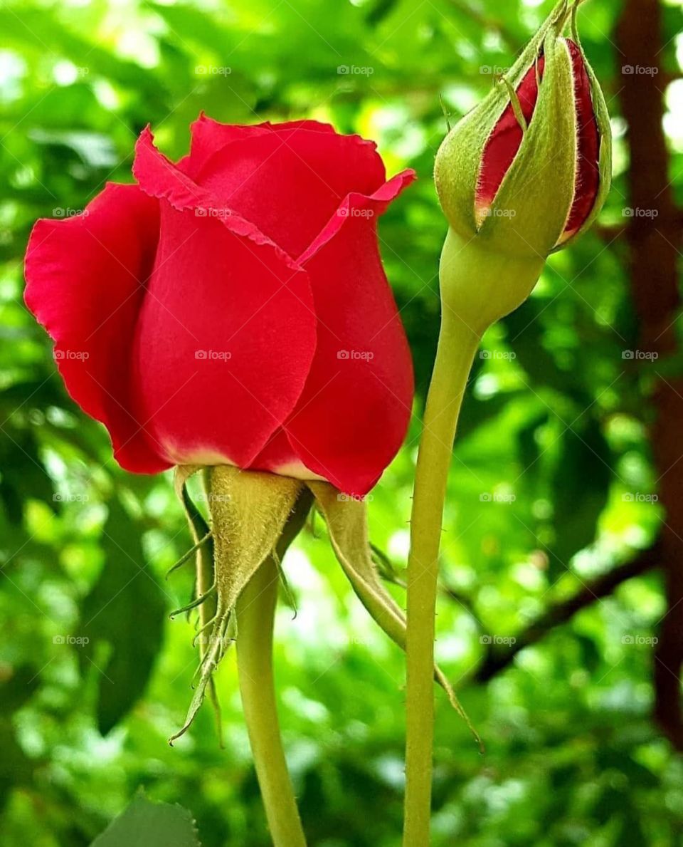 Red rose