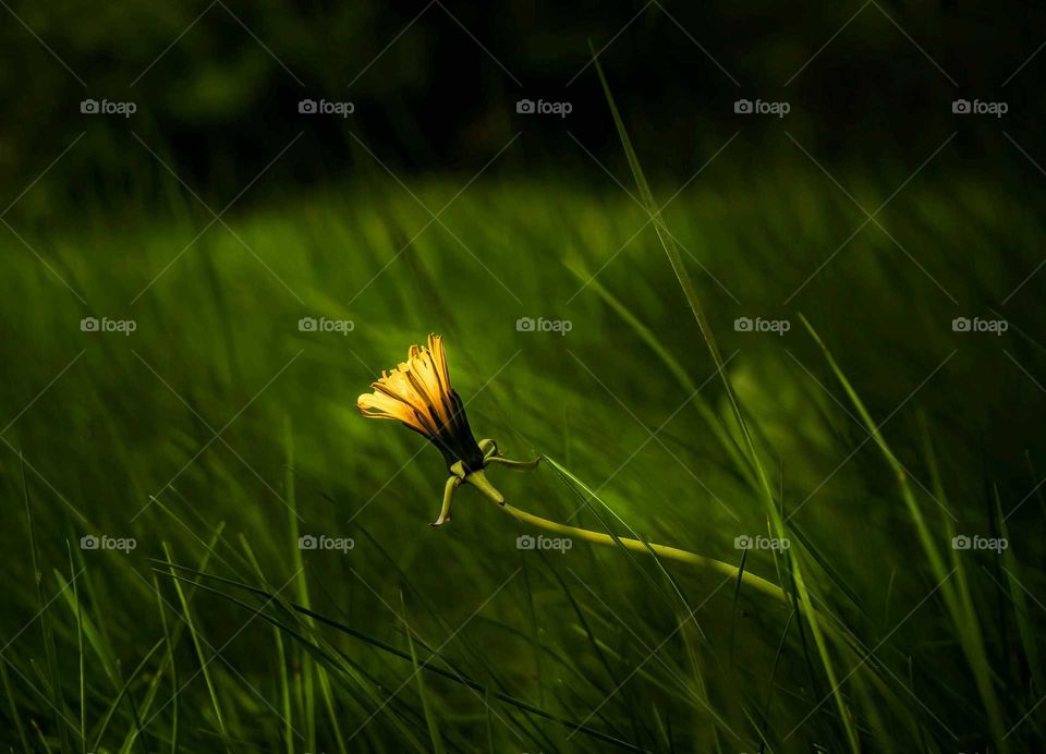 Dandelion