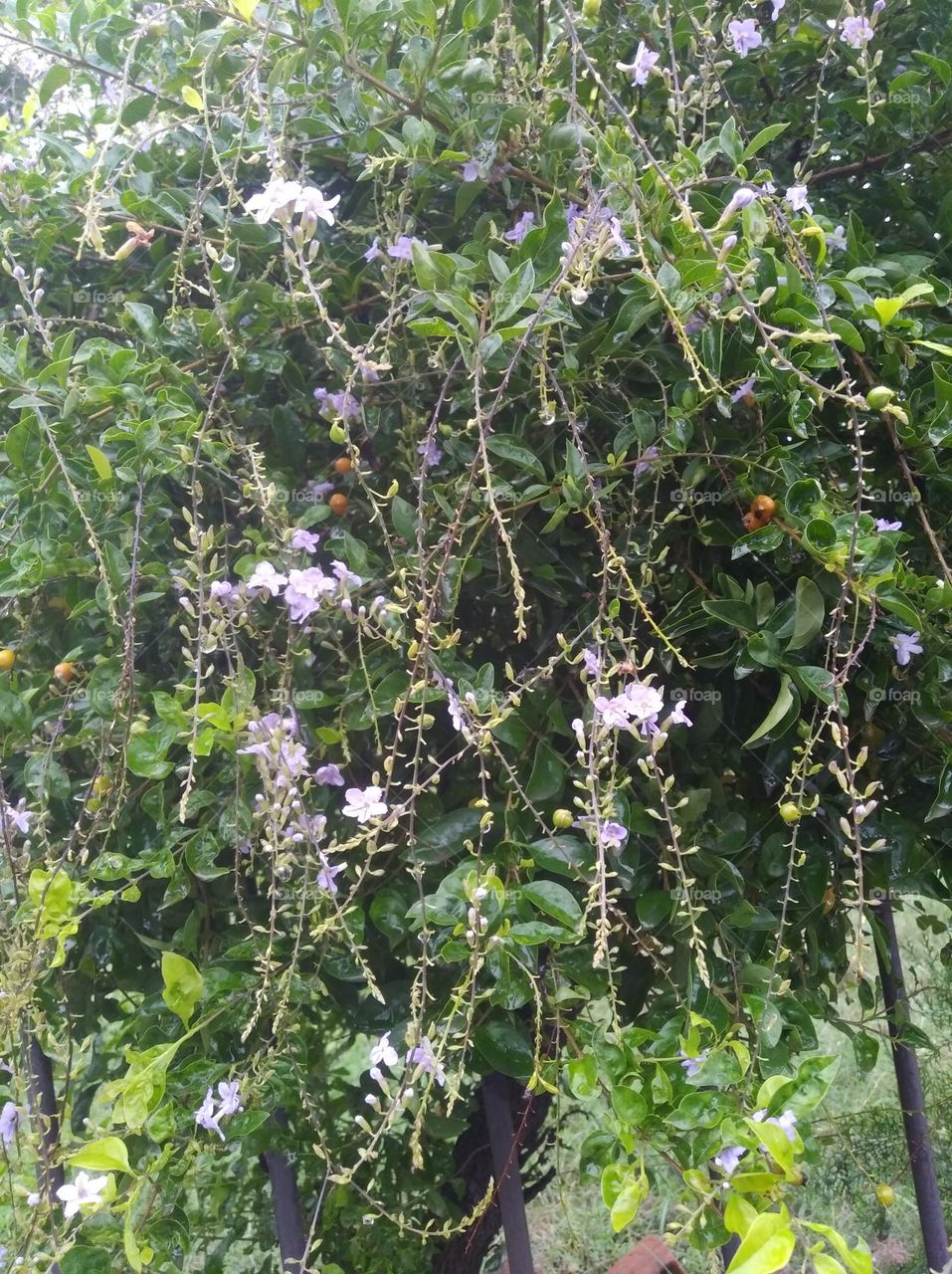 green shurb with purple flower seasonal fresh shurb small size looks very beautiful generally found everywhere