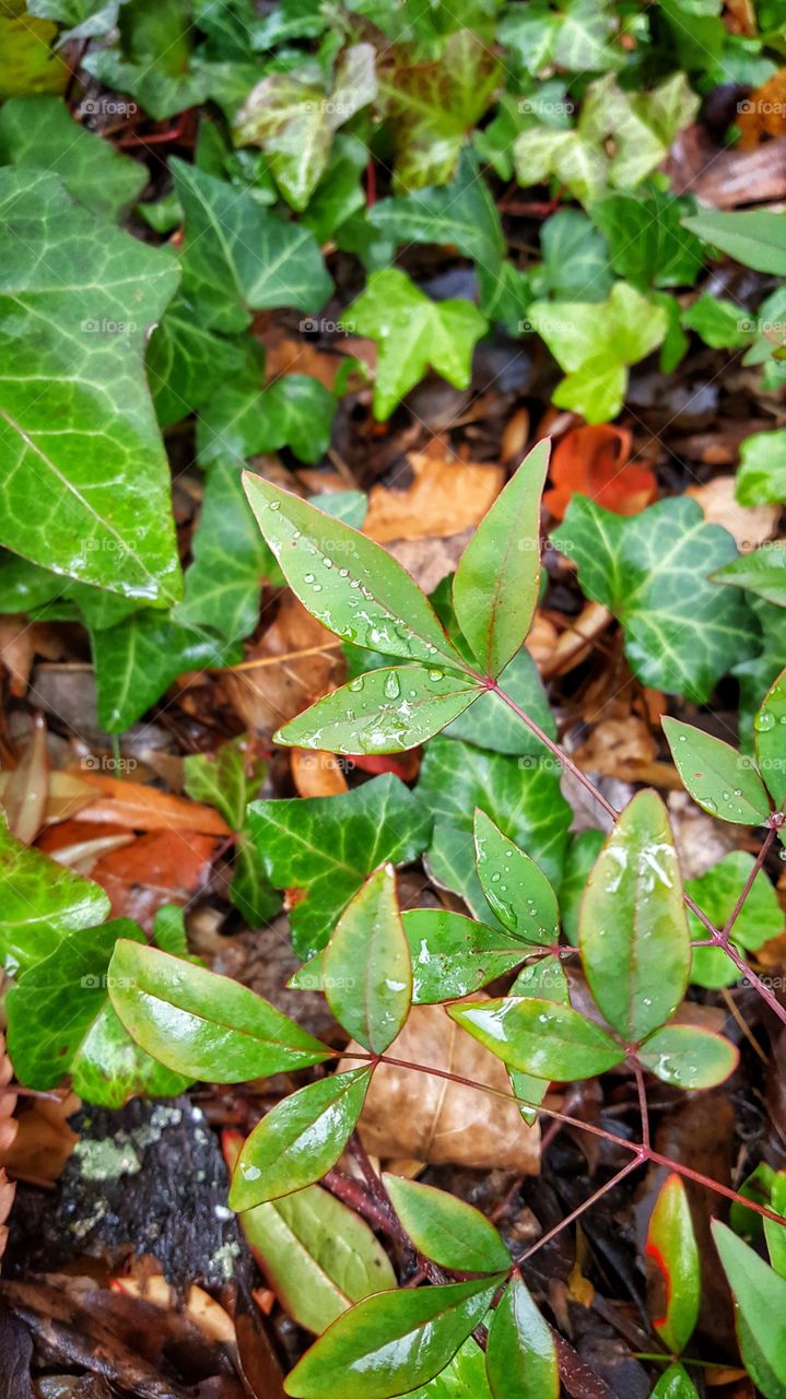 Droplet on a leaf