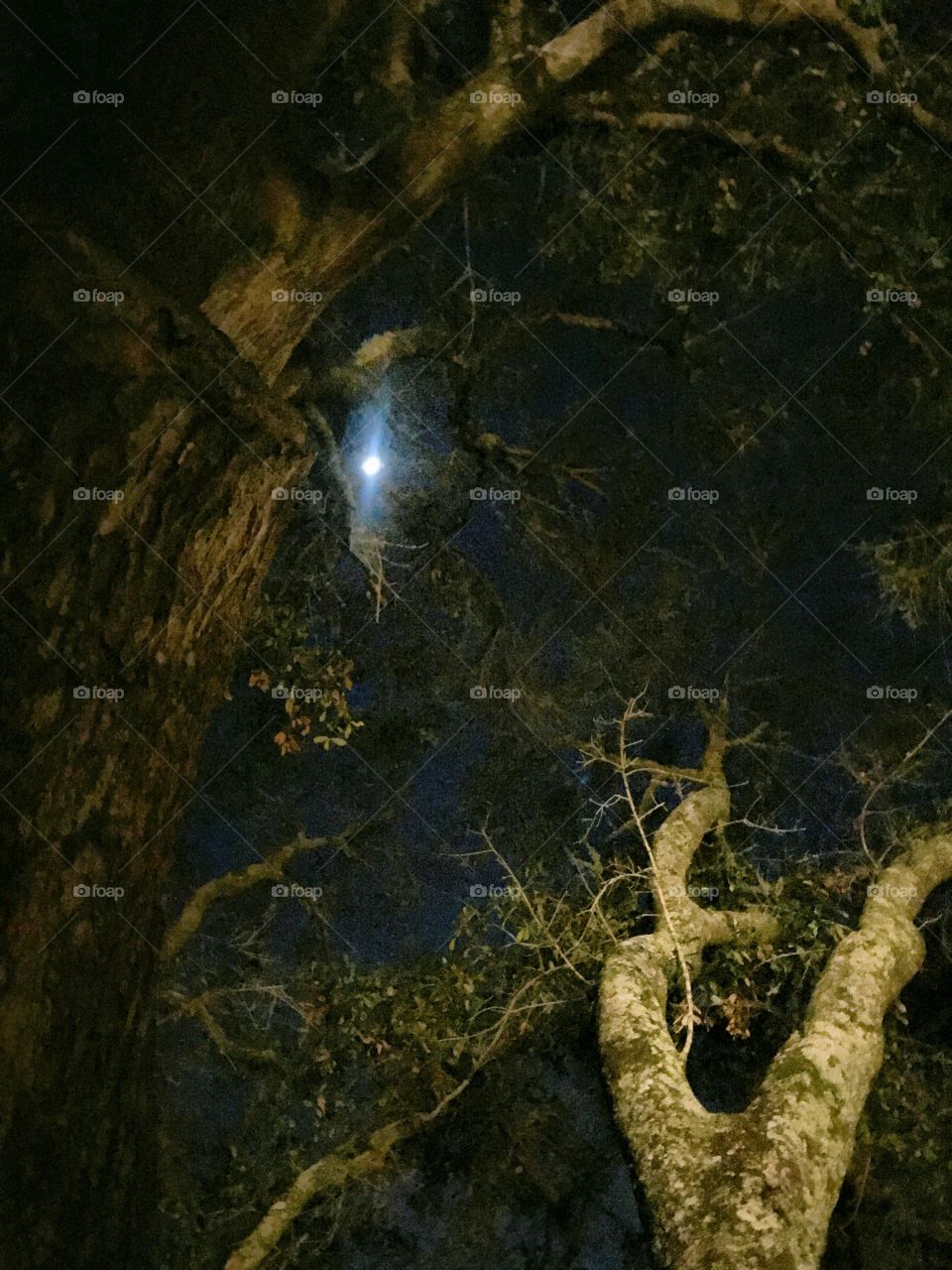 Moon light thru branches