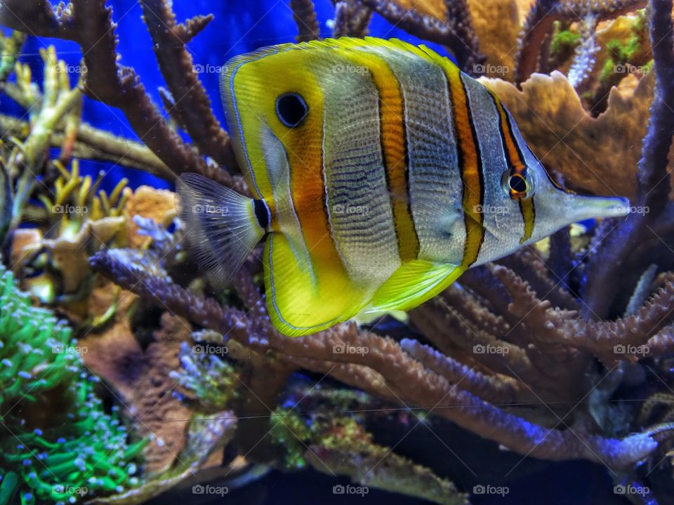 Yellow Tropical Fish