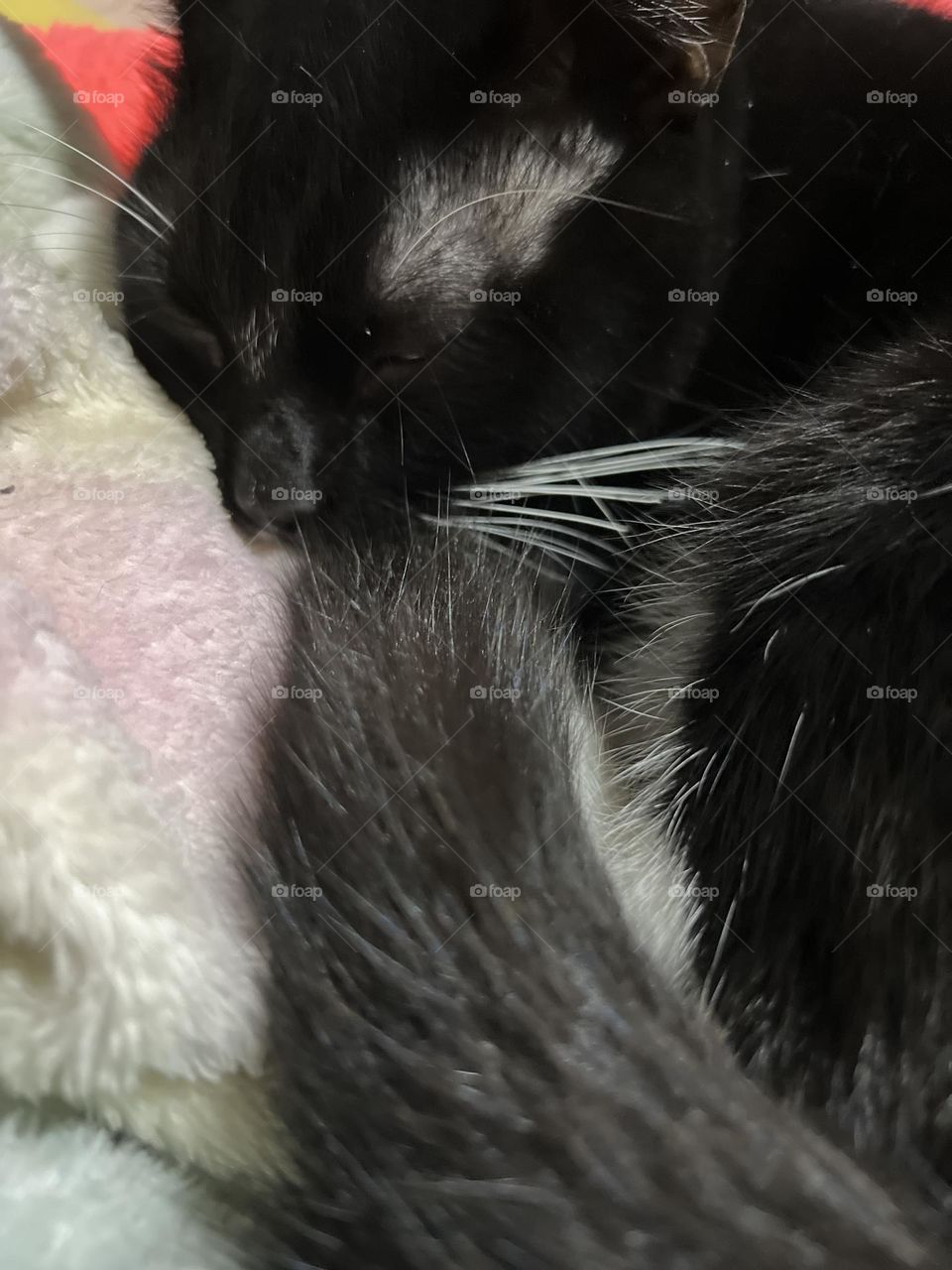 Peacefully sleeping, no worries,and knows he is safe.