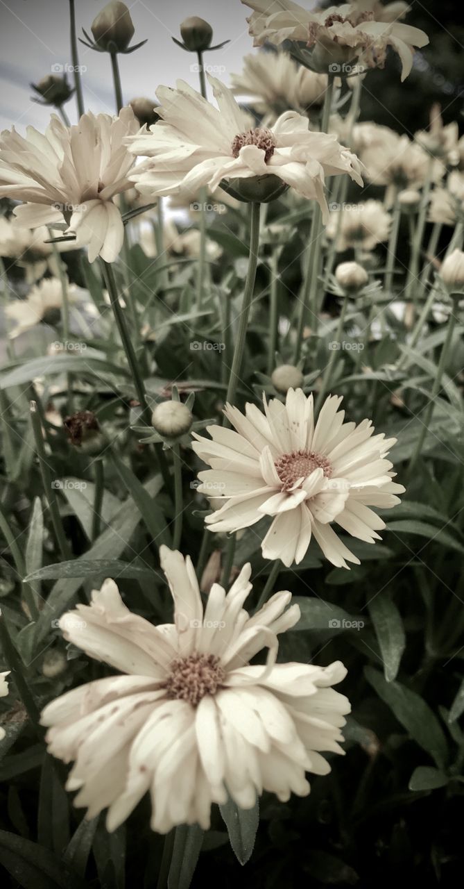 Many stages of a daisy 