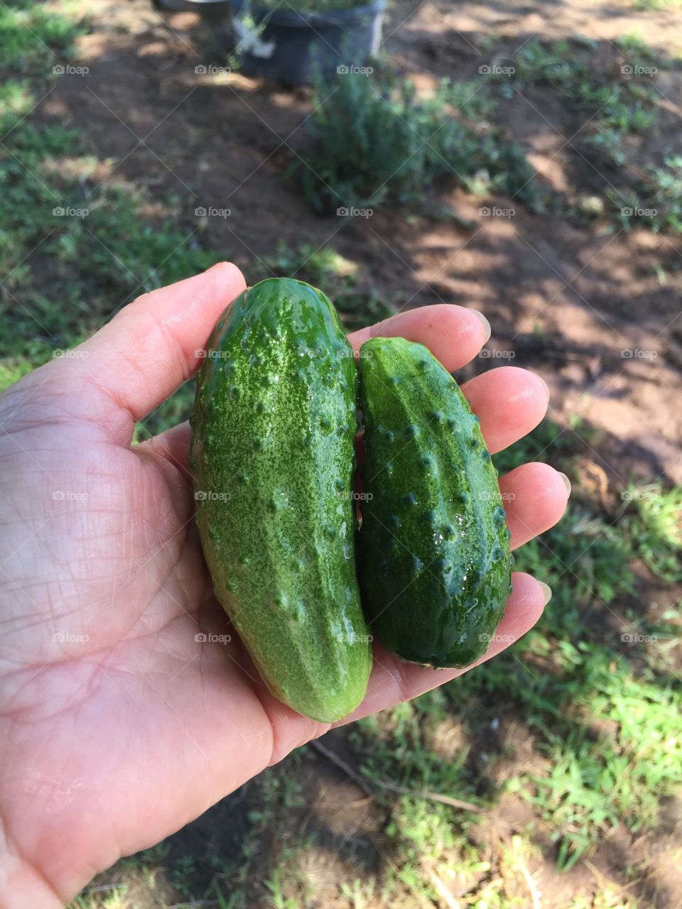 Cukes