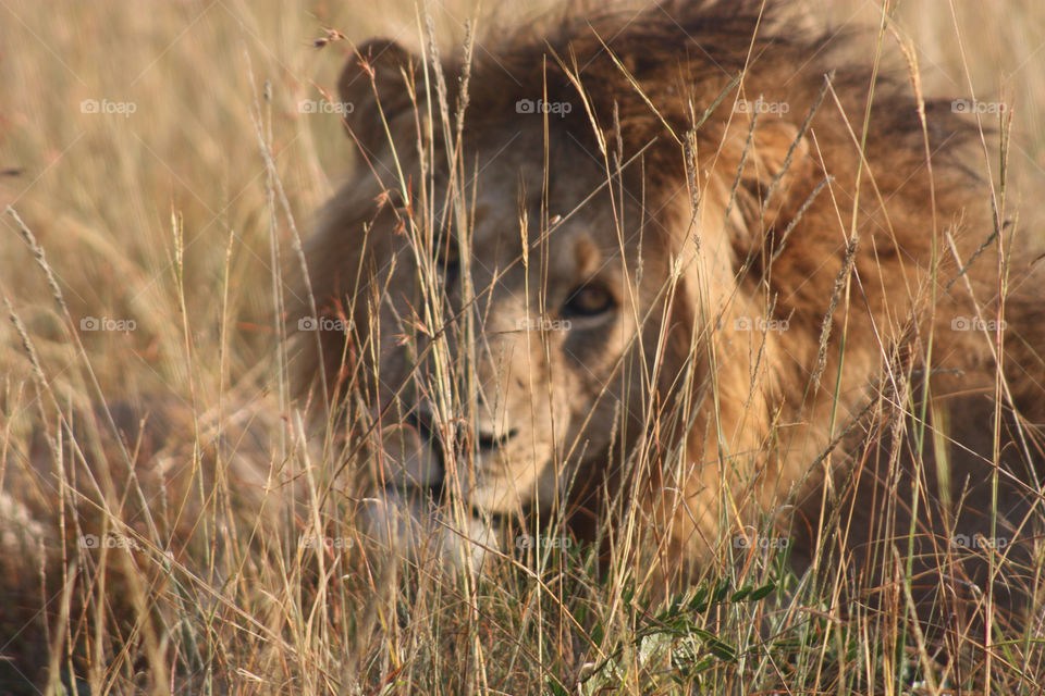 masai mara grass eye lion by twickers