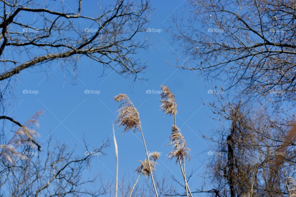 Trees and canes on the background of the blue sky 
